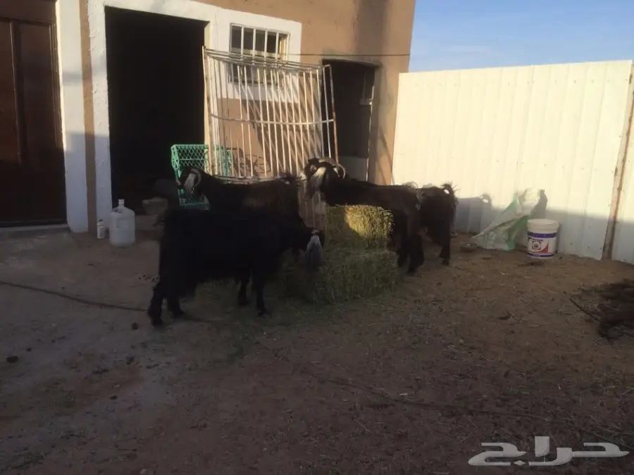 للبيع معزتء حليب ماشاء الله (image 3)