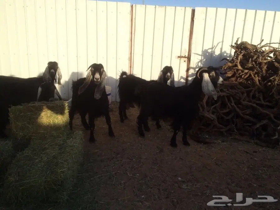 للبيع معزتء حليب ماشاء الله (image 4)