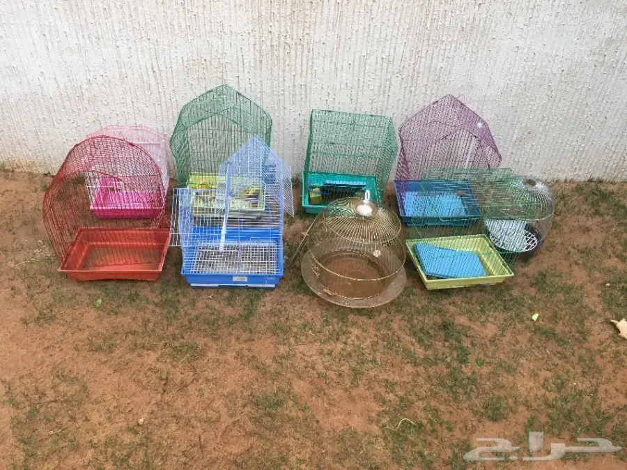 للبيع شبوك طيور 