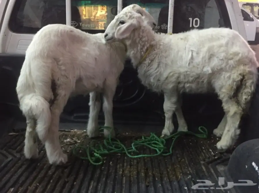 خروف صغير ورخل سمان للبيع