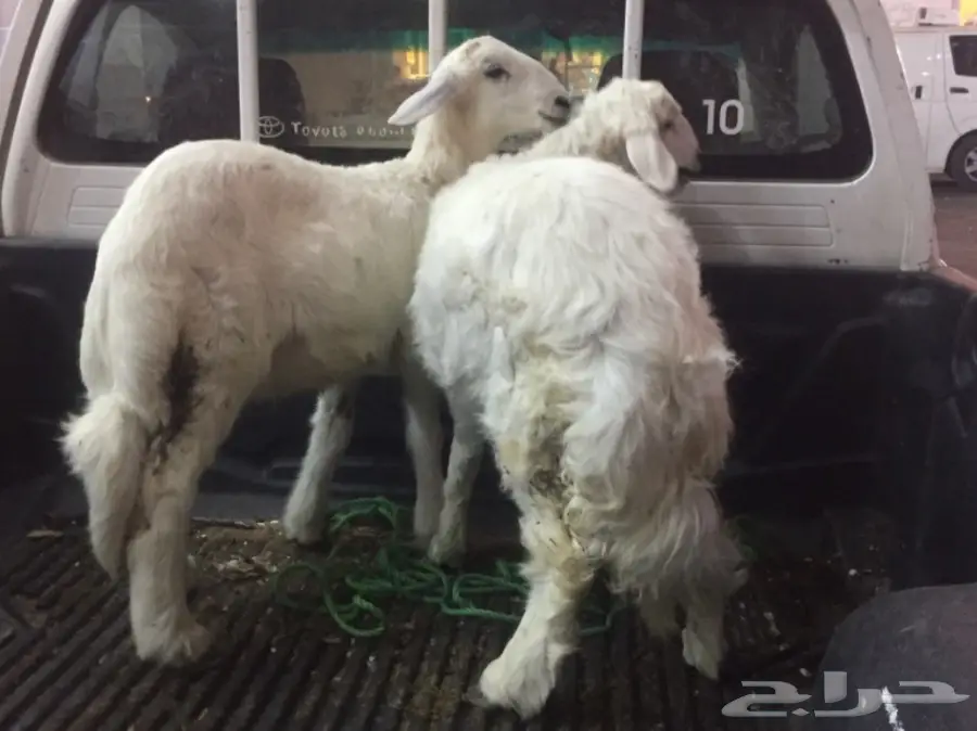 خروف صغير ورخل سمان للبيع (image 1)