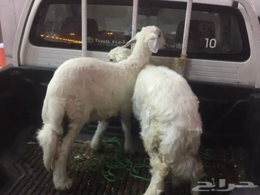 خروف صغير ورخل سمان للبيع (image 2)