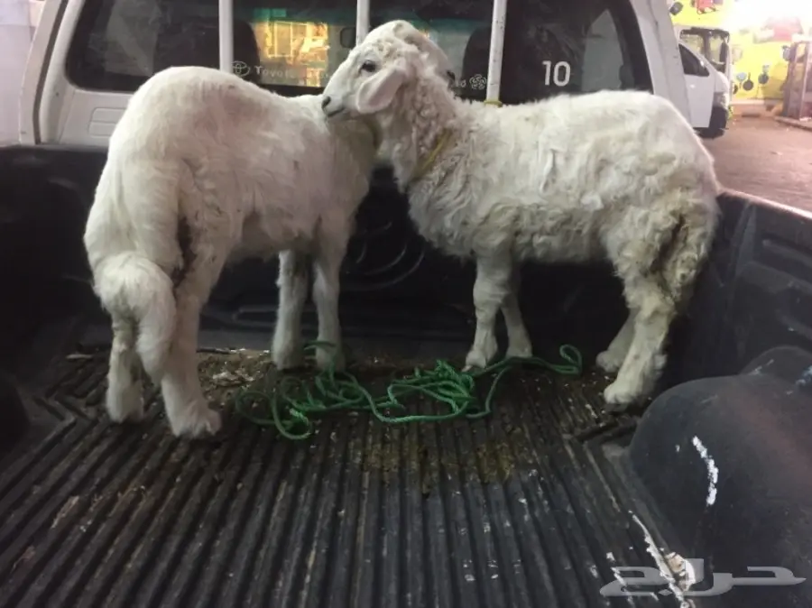 خروف صغير ورخل سمان للبيع (image 3)