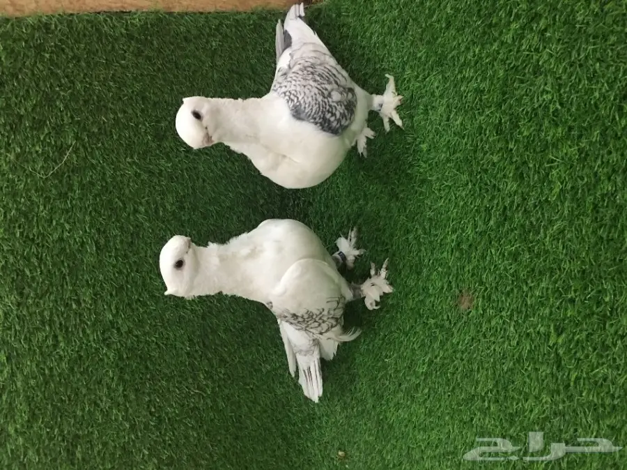 حمام زينه للبيع والبيع سماح ان شاء الله (image 2)