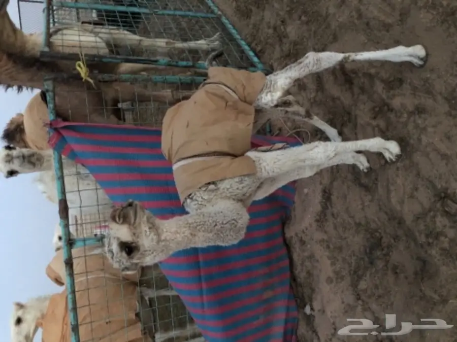 حيران قعدان للبيع  (image 7)