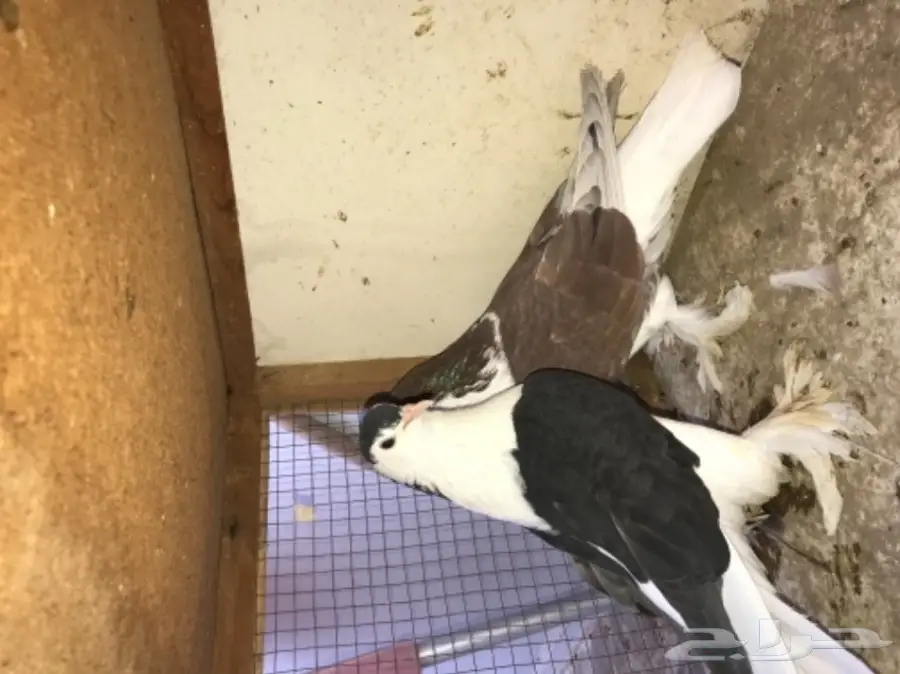 زوج شيرازي بفرخه  (image 2)