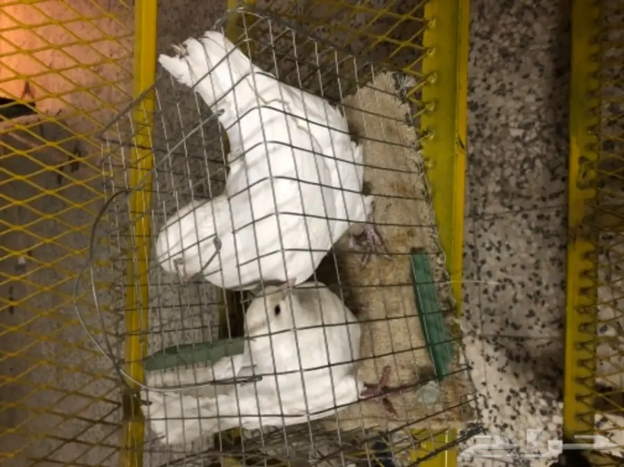 جوزين فرنسي تووب (image 1)