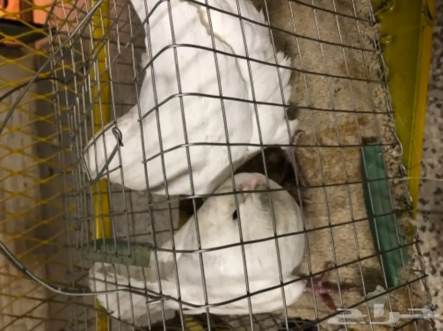 جوزين فرنسي تووب (image 2)