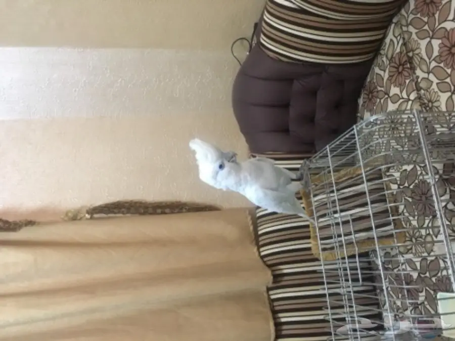 كوكاتو سلمون من النوادر للبدل  (image 1)