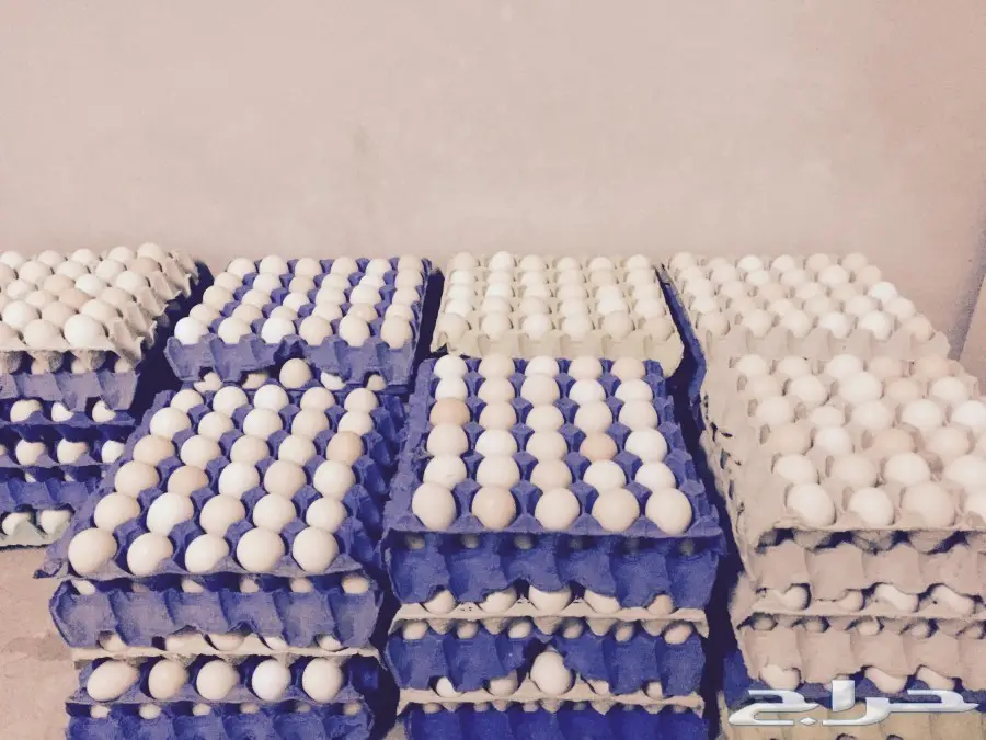 للبيع بيض بلدي مخصب