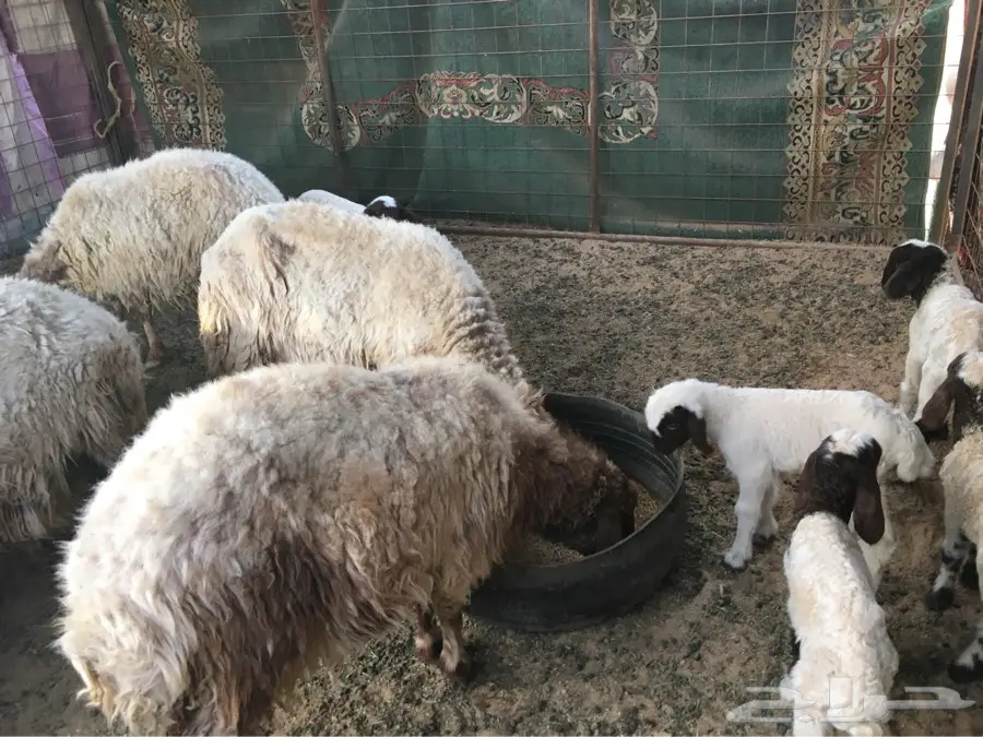 غنم نعيم للبيع  (image 4)