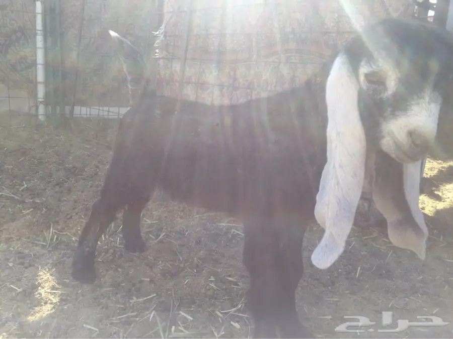 مستقبل فحل عارضي صنف ومعرف (image 9)