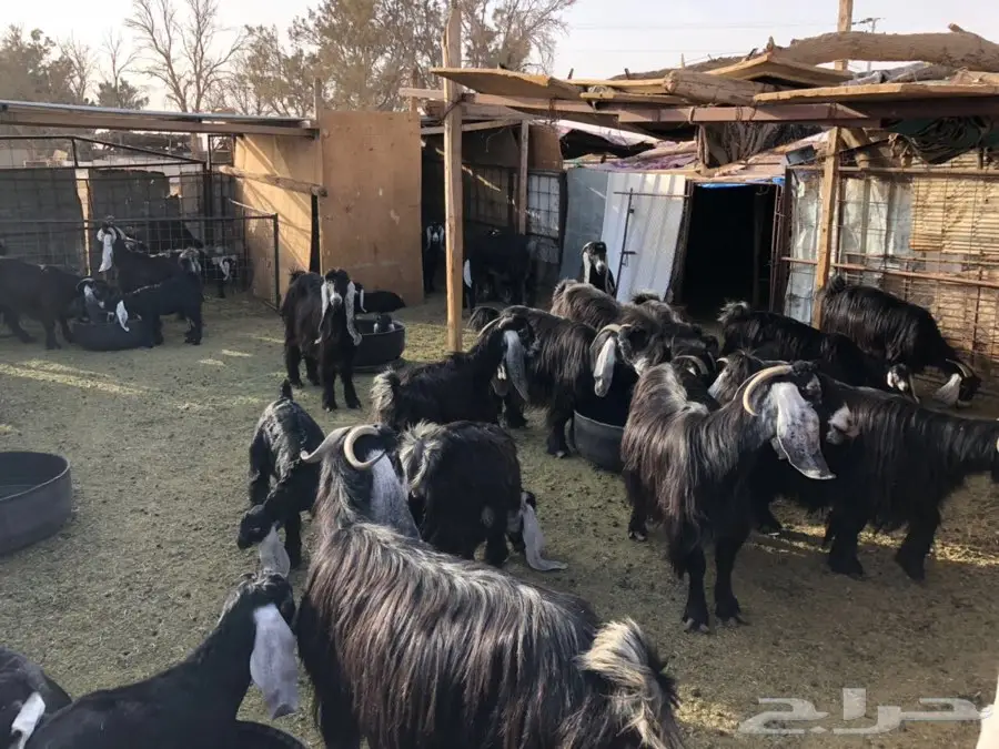 معزاء للبيع 