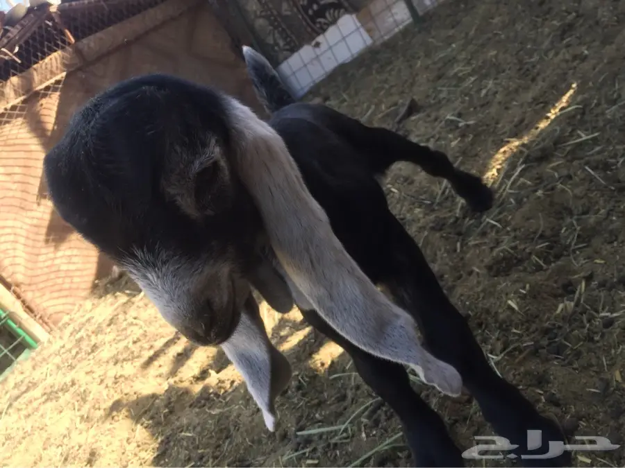 مستقبل فحل عارضي صنف ومعرف (image 4)