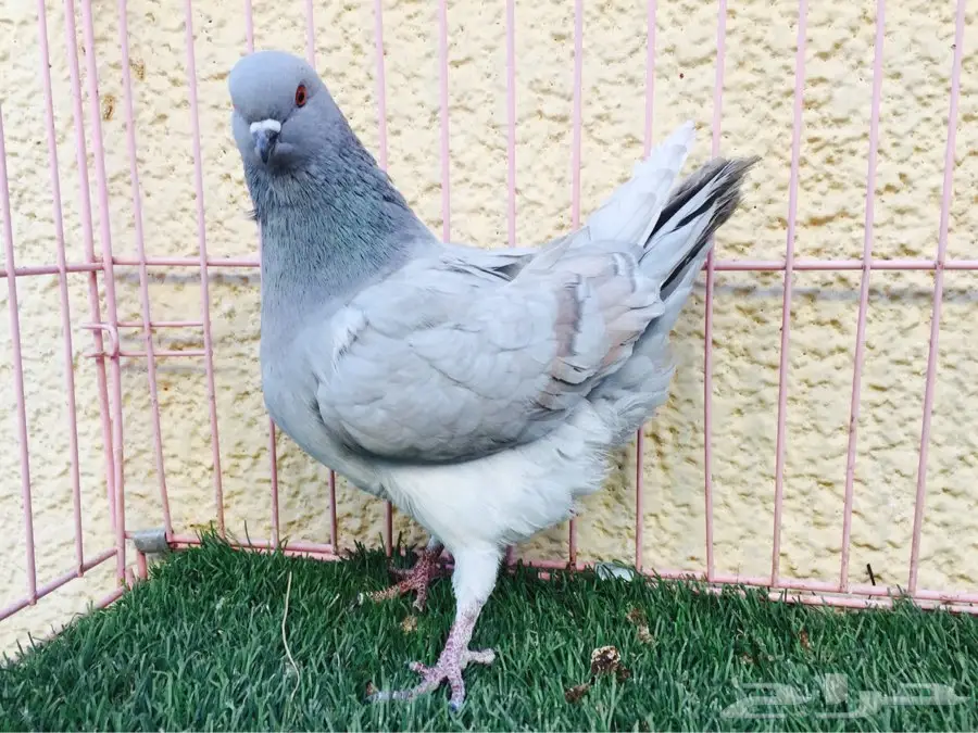 انثى كنق مديني المستوى فاخر مشاءالله (image 2)