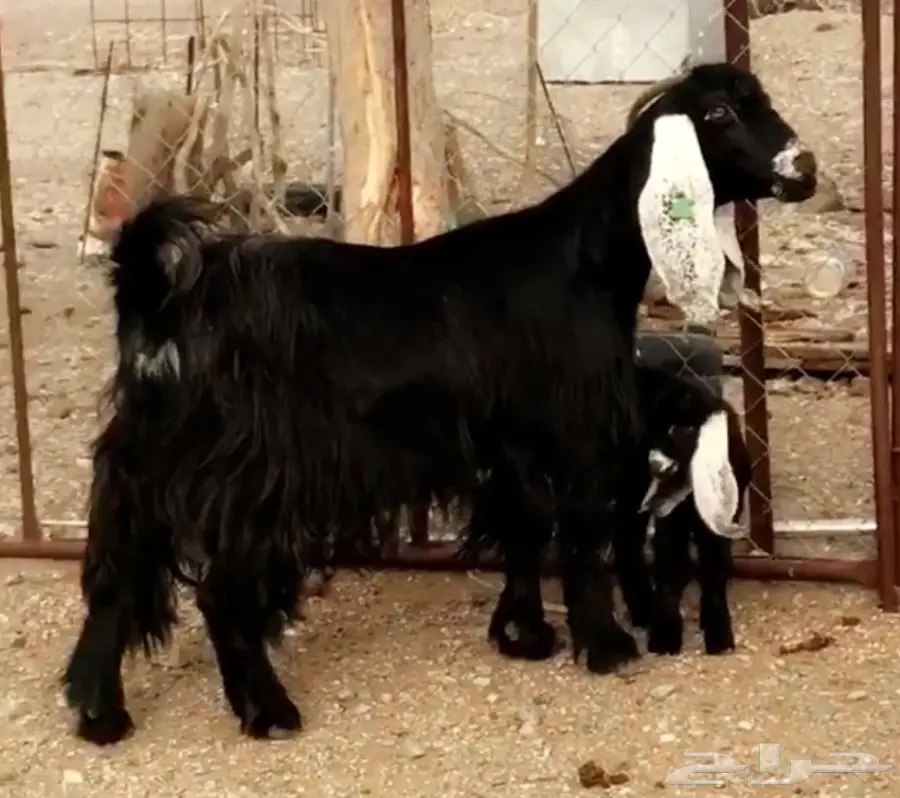 عنزين عوارض معرفات للبيع (image 1)