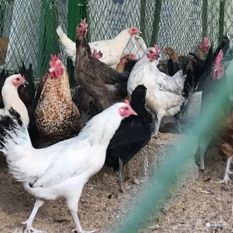 دجاج بلدي بياض (image 1)