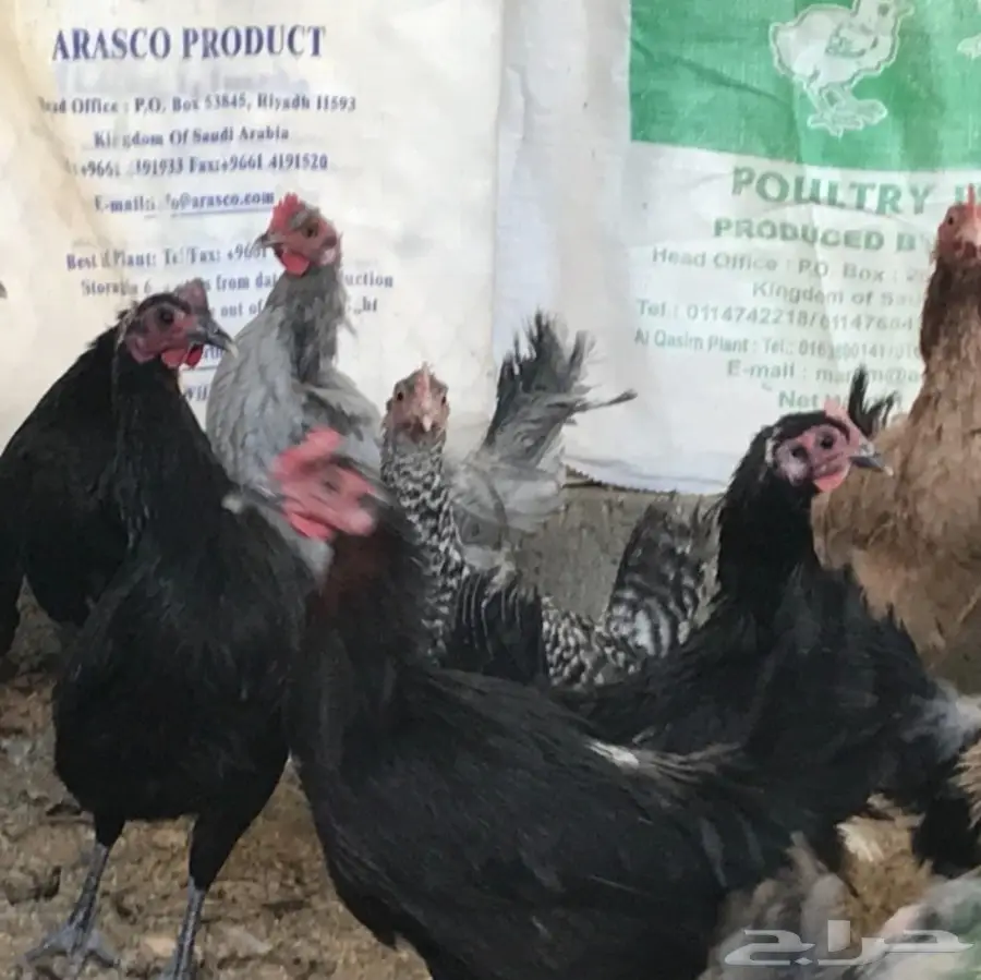 دجاج بلدي بياض (image 2)