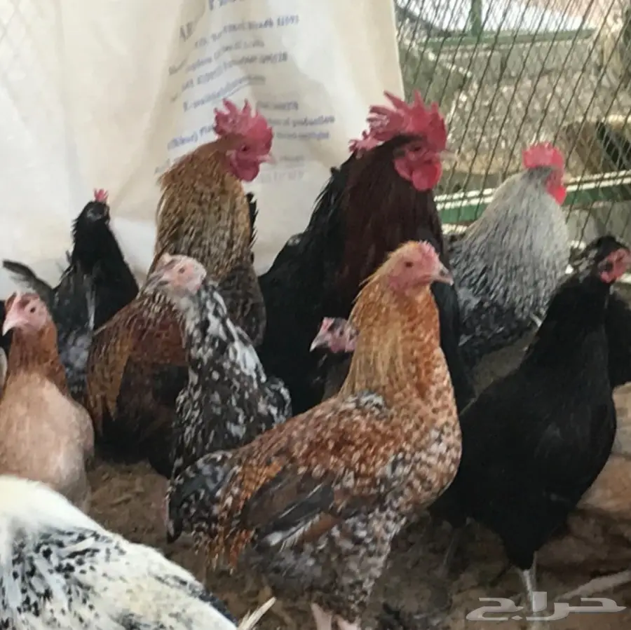 دجاج بلدي بياض (image 3)
