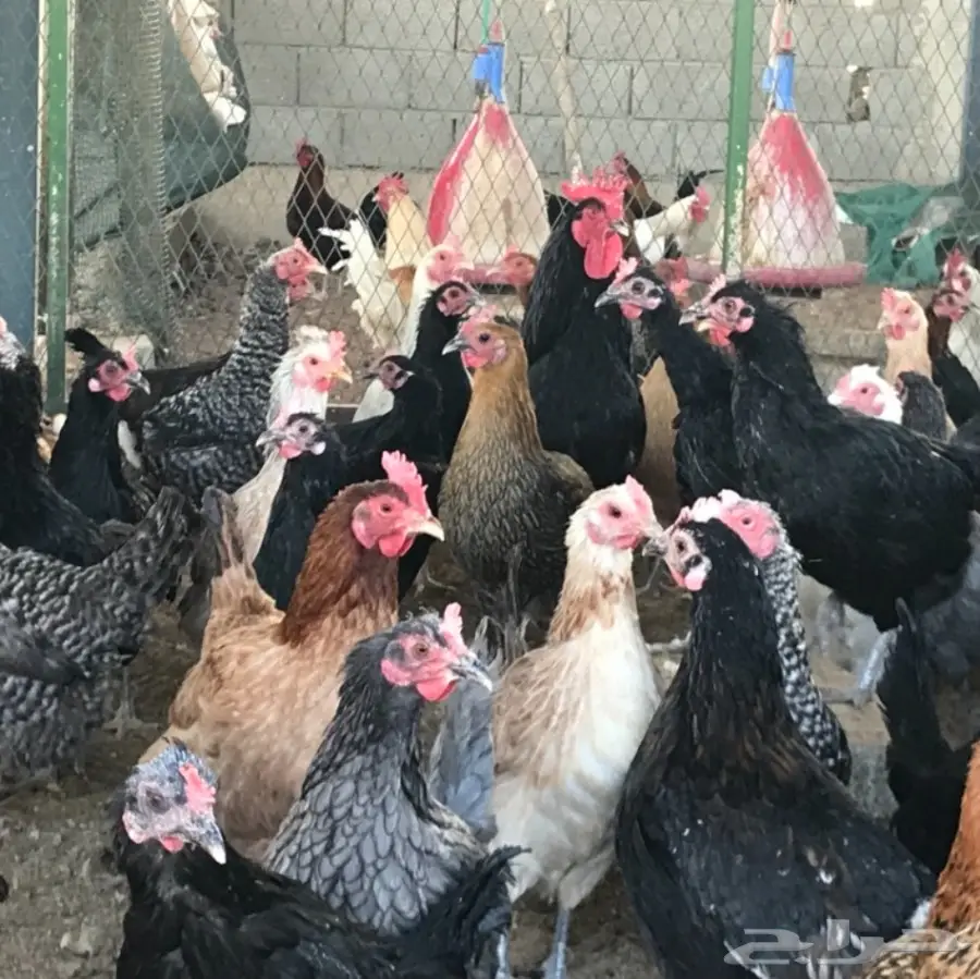 دجاج بلدي بياض (image 4)