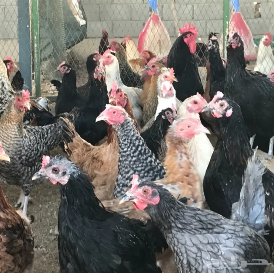 دجاج بلدي بياض (image 5)