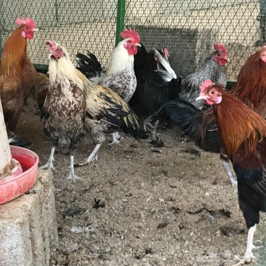 دجاج بلدي بياض (image 6)