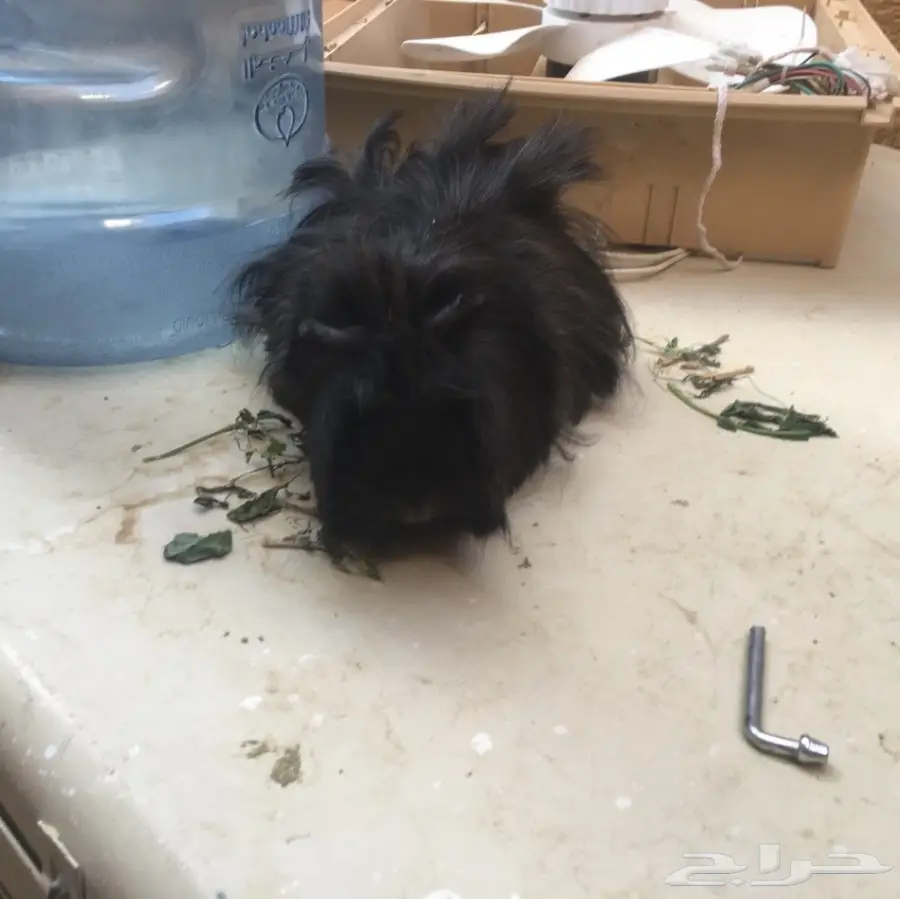 وبر وبران فرنسي  (image 3)