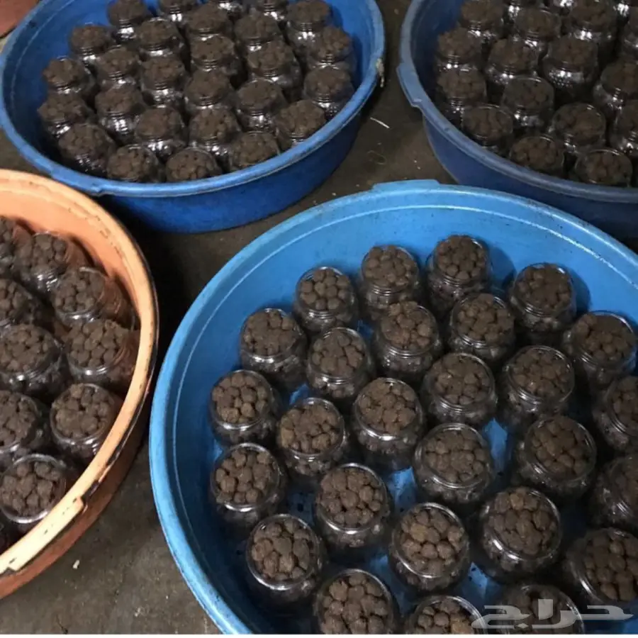 معمول ملكي درجه اولى كرتون 24حبه1550ريال عرض  (image 7)