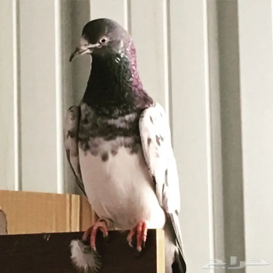 للبيع 15 جوز -تيدي - كاسوري - هاره - دابا علي (image 6)