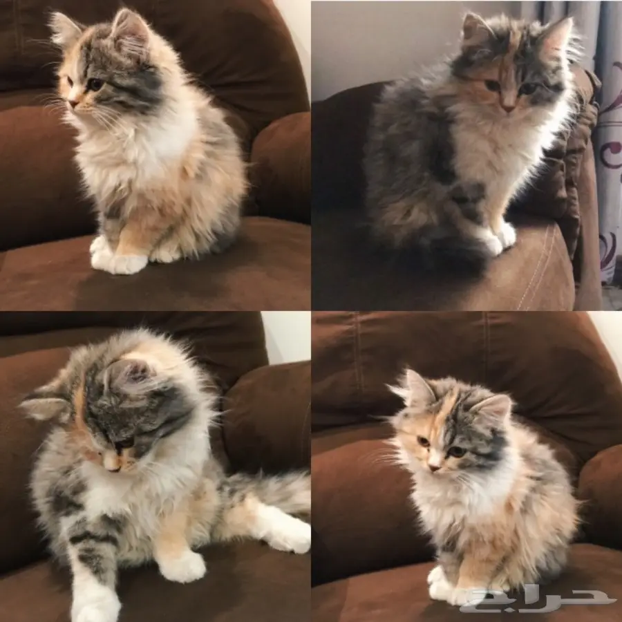 قطة صغيره للبيع 