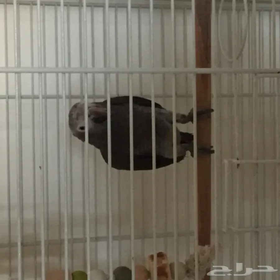 كاسكو غيني فرخ (image 1)