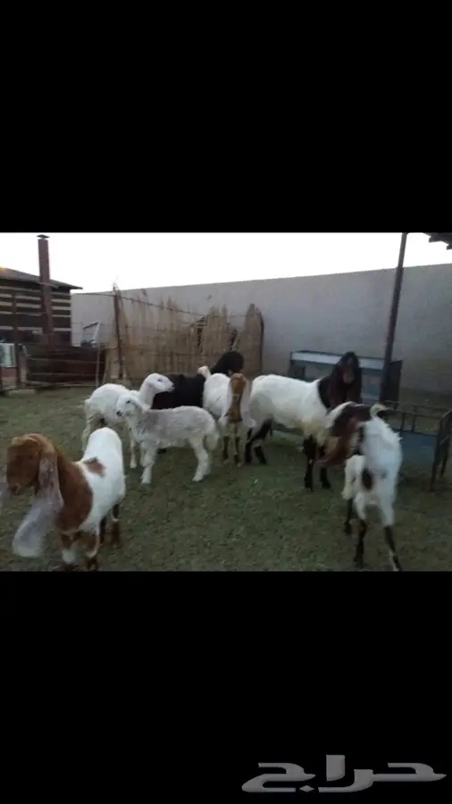 القصيم رياض الخبراء  (image 3)