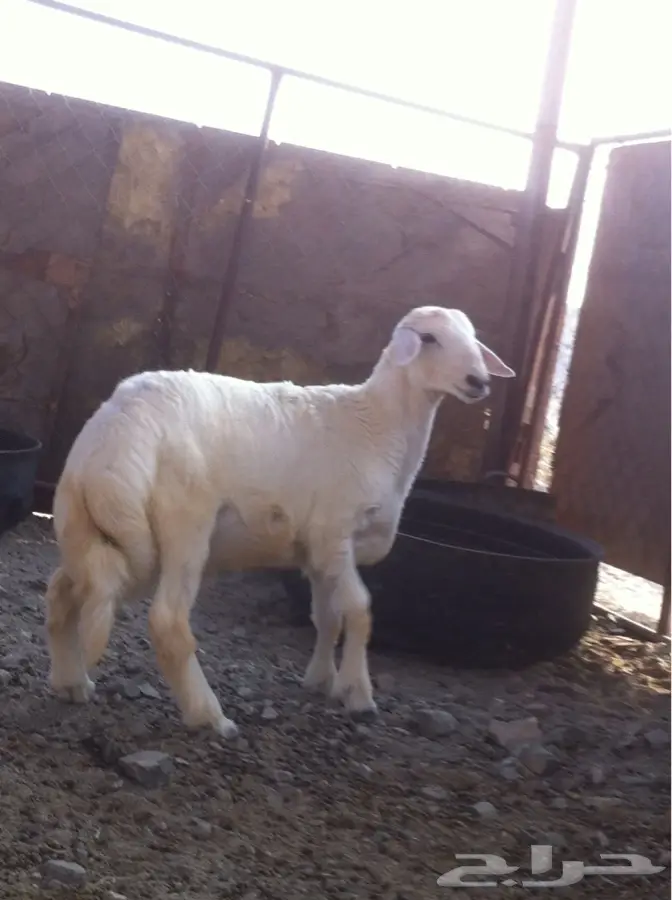 طلي حري للبيع (image 1)