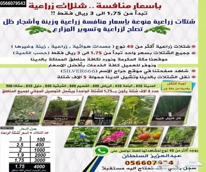 شتلات بزروميا ارتفاع مترالى مترين تبدأ ب1.50 6