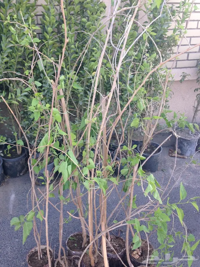 شتلة توت شامي للبيع - mulberry tree for sale 0