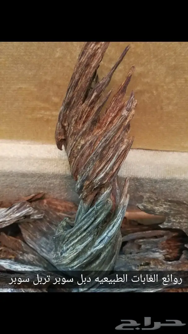 عودلاوسي بورمي جنوب تايلند ماليزي وتايلندي 15