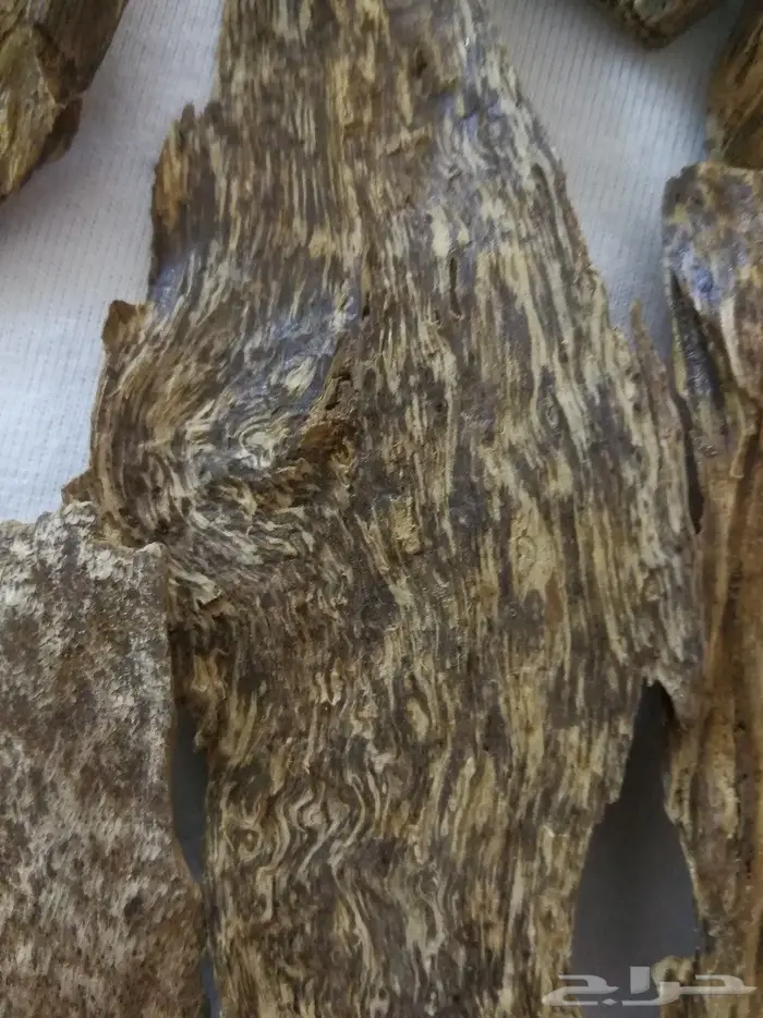 عودلاوسي بورمي جنوب تايلند ماليزي وتايلندي 10