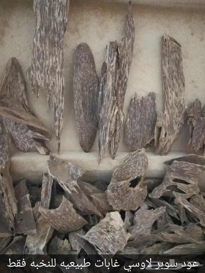 عودلاوسي بورمي جنوب تايلند ماليزي وتايلندي 4