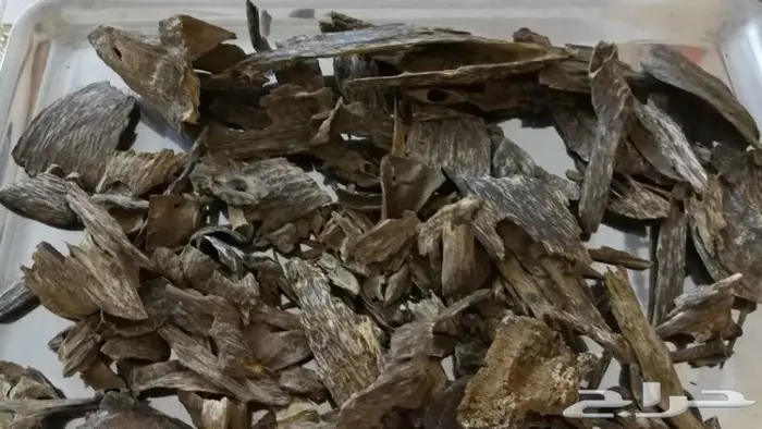 عودلاوسي بورمي جنوب تايلند ماليزي وتايلندي 7