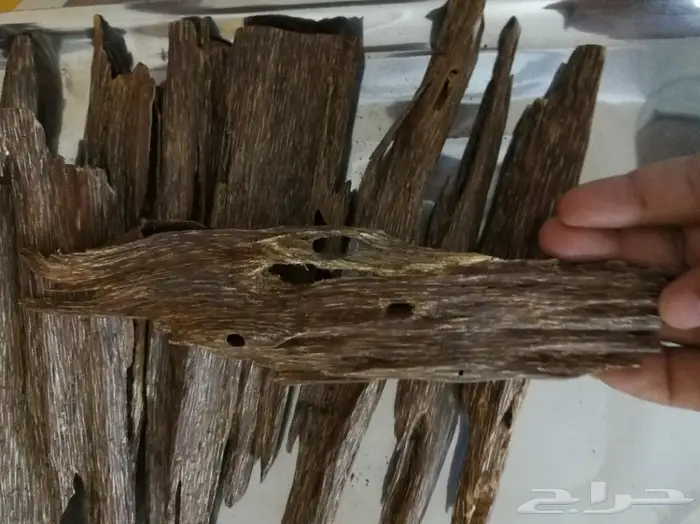 عودلاوسي بورمي جنوب تايلند ماليزي وتايلندي 5