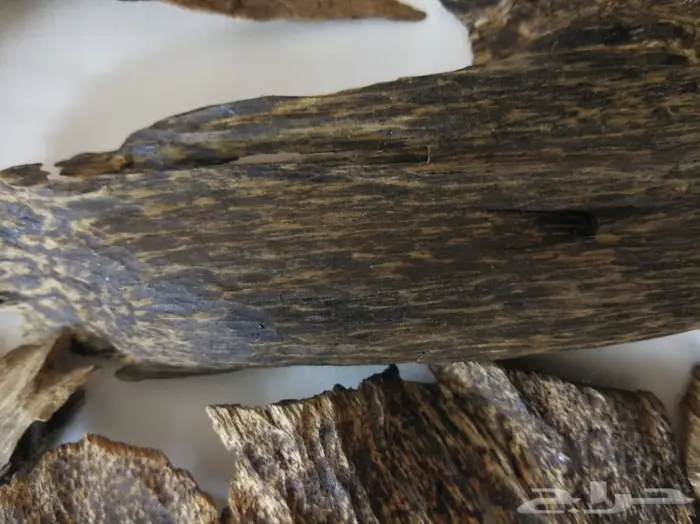 عودلاوسي بورمي جنوب تايلند ماليزي وتايلندي 8