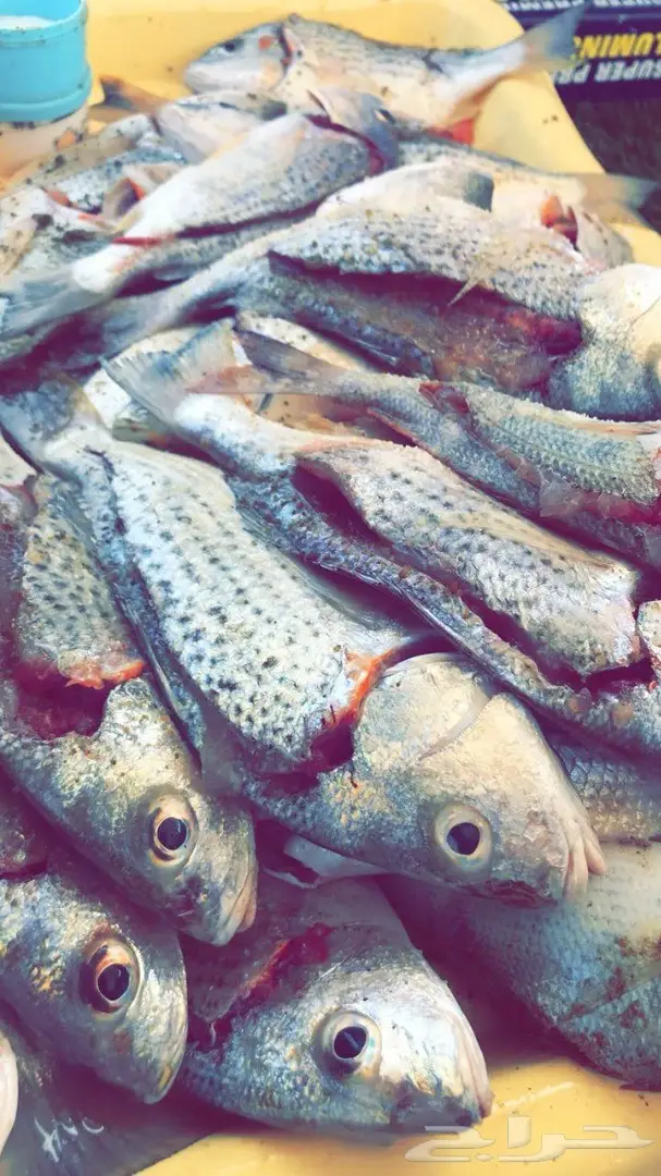 قارب رحلات بحريه بجازان (صيد-نزهه-غوص) 6