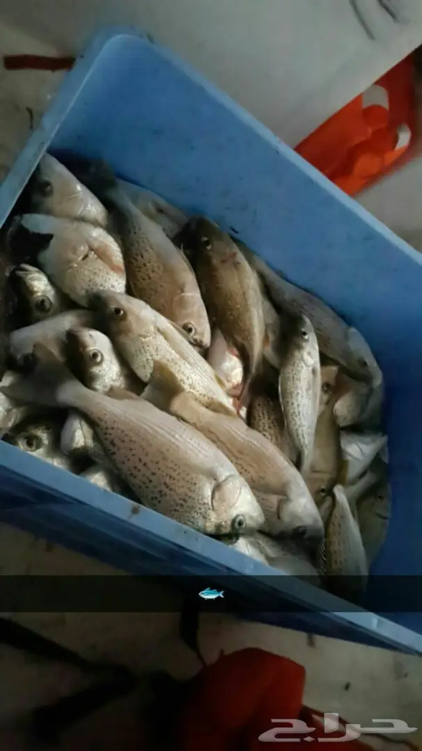 قارب رحلات بحريه بجازان (صيد-نزهه-غوص) 9