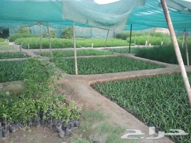   شتلات زراعيه تبدأ من ريال ونصف  2