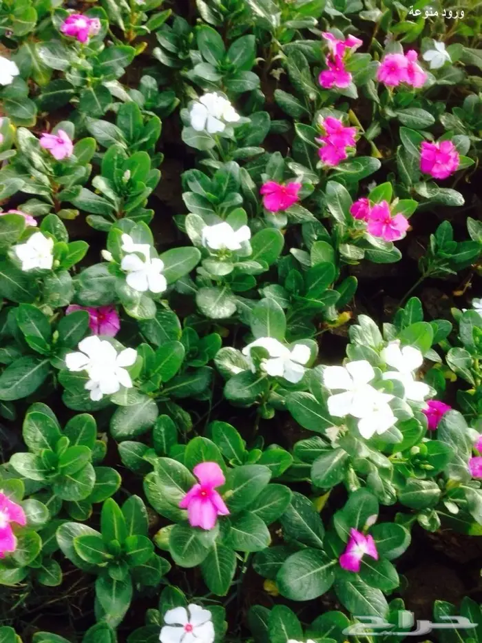   شتلات زراعيه تبدأ من ريال ونصف  4