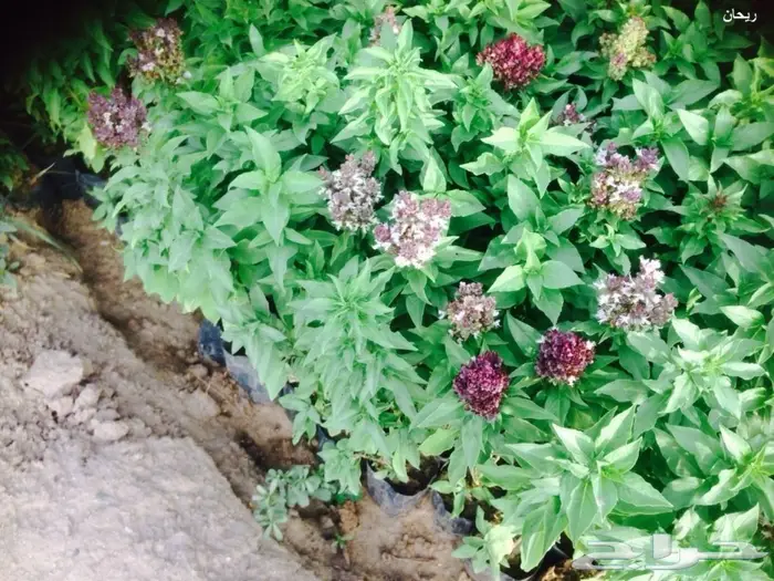   شتلات زراعيه تبدأ من ريال ونصف  5