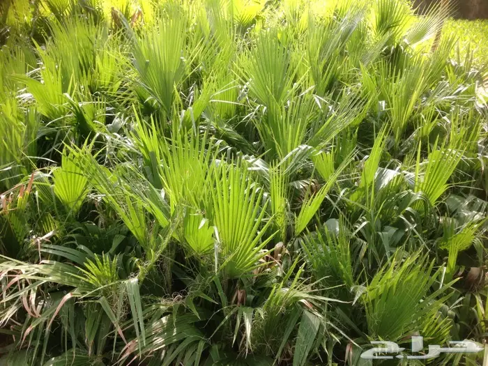   شتلات زراعيه تبدأ من ريال ونصف  6