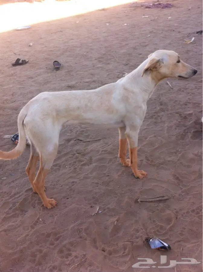 عهان نجراني أصيل - فرصة لا تُفوّت! (image 1)