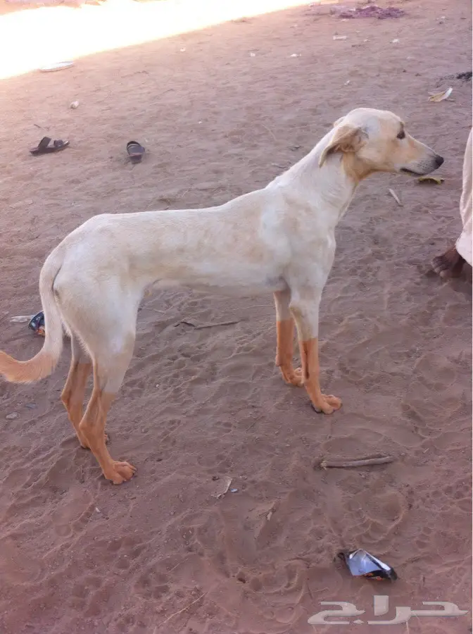 عهان نجراني أصيل - فرصة لا تُفوّت!