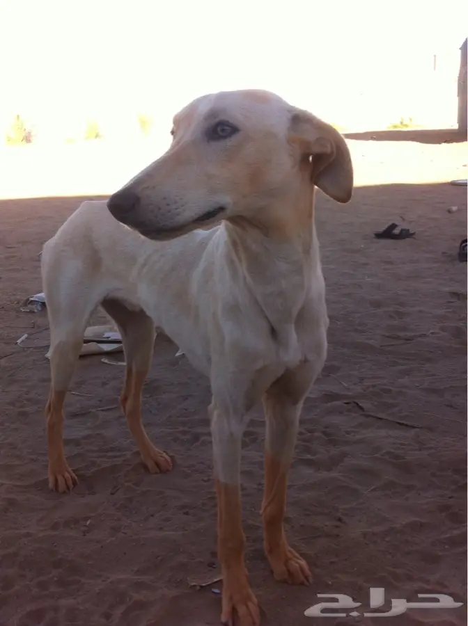 عهان نجراني أصيل - فرصة لا تُفوّت! (image 2)